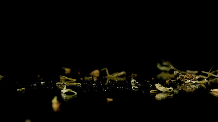 Botões de maconha de drogas medicinais caindo no espelho preto, fundo de maconha papel de parede HD