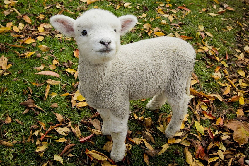 Baby Lamb, cute lambs HD wallpaper