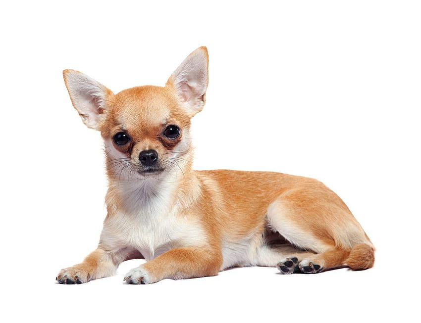 Chihuahua PNG Przezroczysty Chihuahua .PNG . Tapeta HD