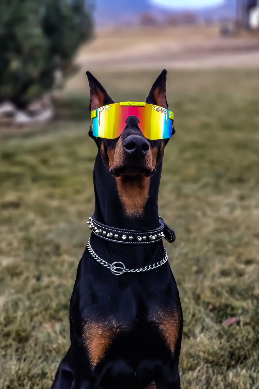 Pies w okularach przeciwsłonecznych, okulary przeciwsłoneczne pit viper Tapeta na telefon HD