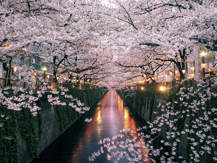 Най-добрият квартал на Токио, за да видите японските черешови цветя, японската река HD тапет