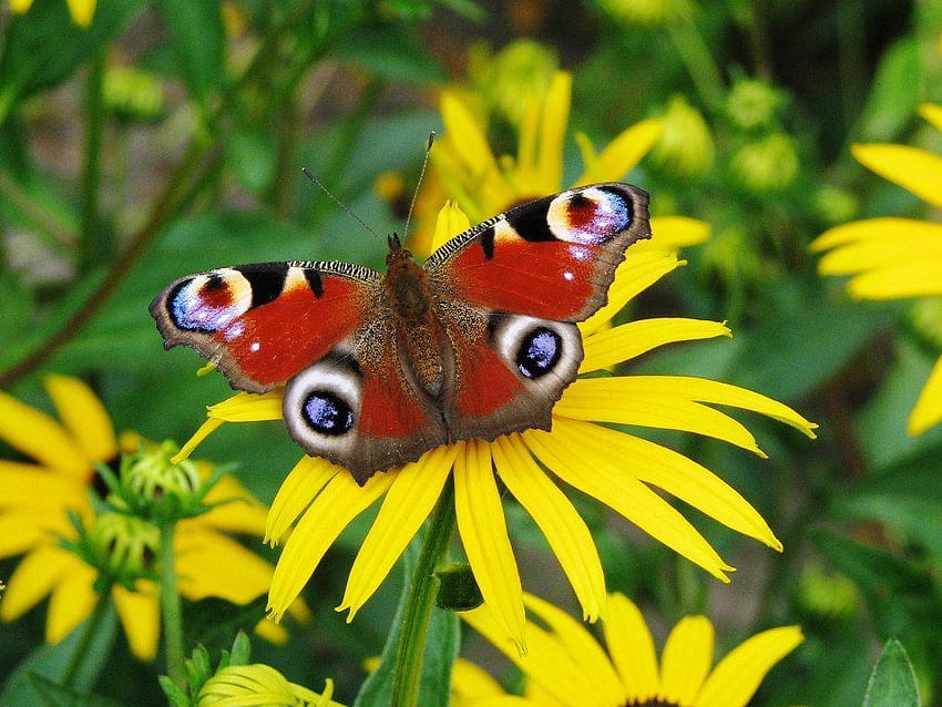 Паунова пеперуда, истински пеперуди HD тапет