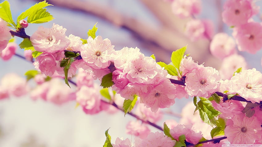 Spring Blossom Ultra Backgrounds for U TV, spring time for blossom HD wallpaper