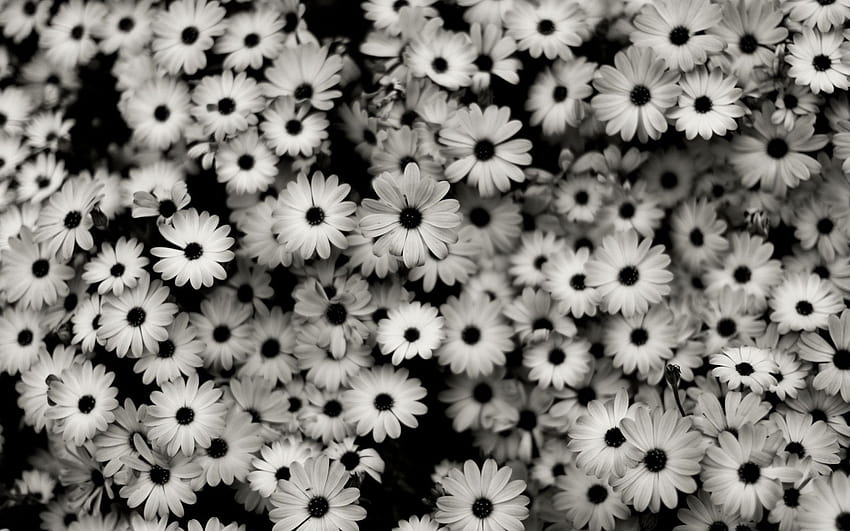 Black and White Flower, aesthetic roses black and white HD wallpaper