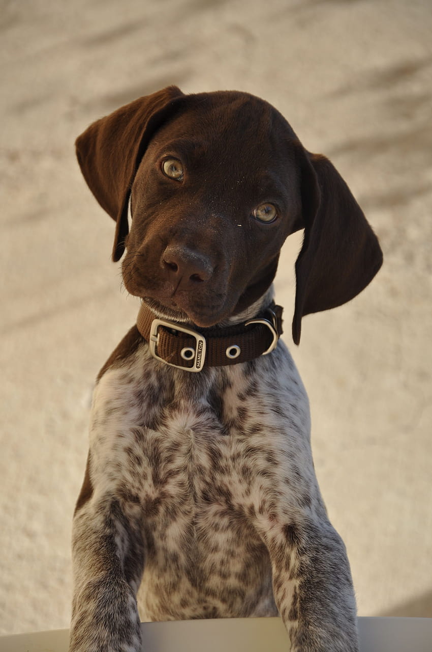 Pin on Woof, german shorthaired pointer puppy HD phone wallpaper