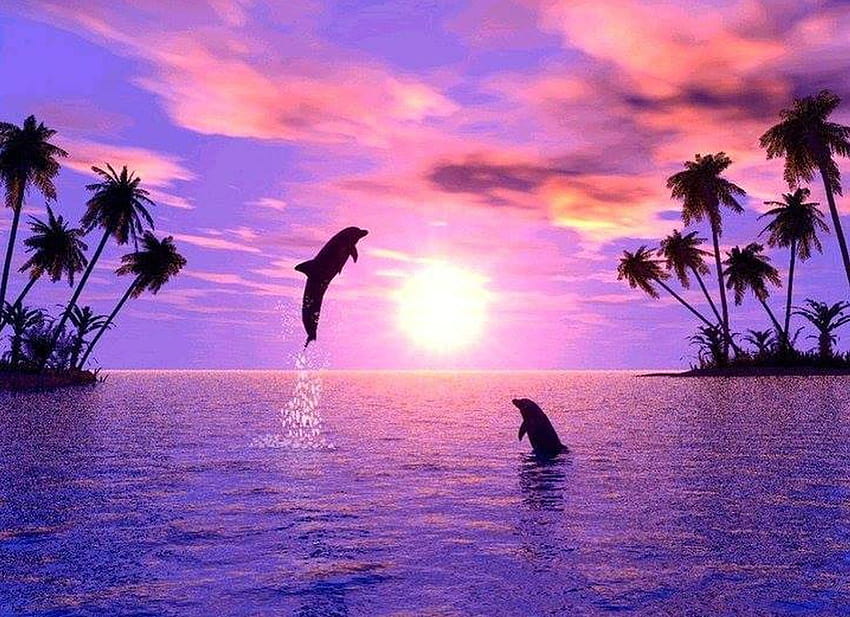Dolphin Beach, oceanic dolphins HD wallpaper