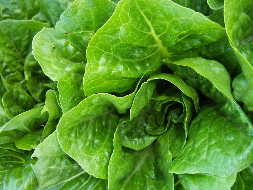 U.S.: CDC investigates multistate E. coli outbreak linked to, romaine lettuce HD wallpaper