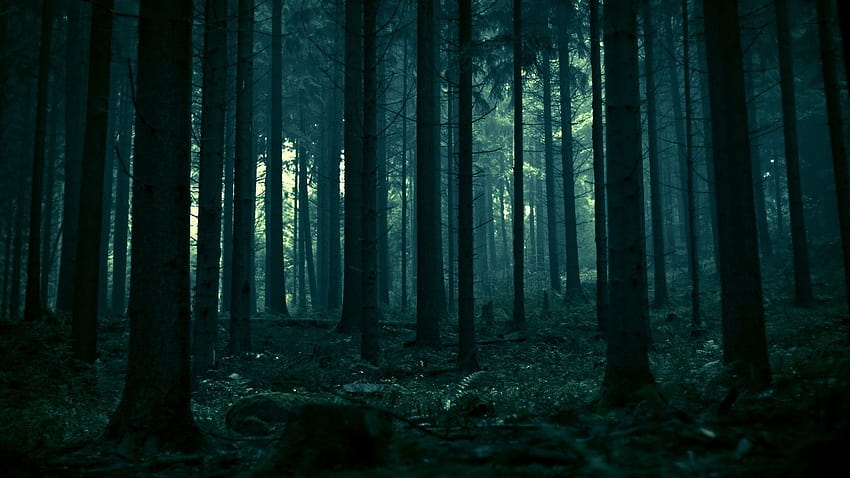 暗い森の背景、禁じられた森のハリー・ポッター 高画質の壁紙