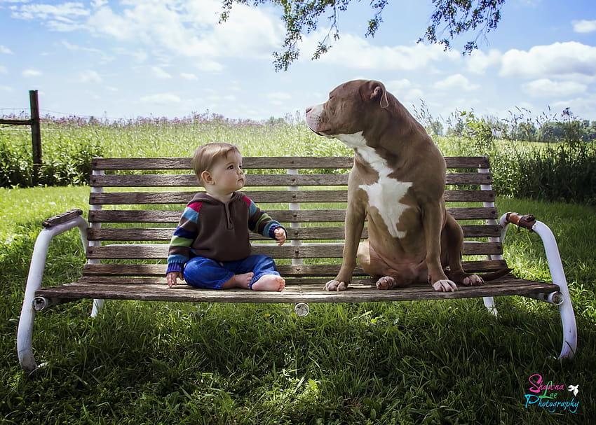 : animals, children, love, grass, Canon, baby, brothers, country, tree, boy, precious, cute, explore, plant, fun, t3i, vertebrate, dog like mammal, dog breed, grandson, pitbull, baby graghy 2100x1500, country dogs HD wallpaper