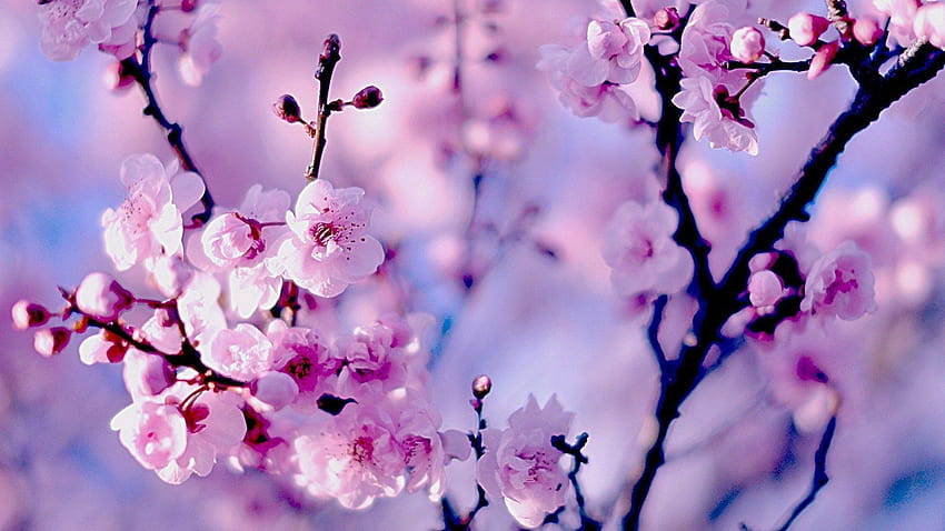 Bunga Sakura Makro Puter Bunga Sakura Baru Wallpaper HD