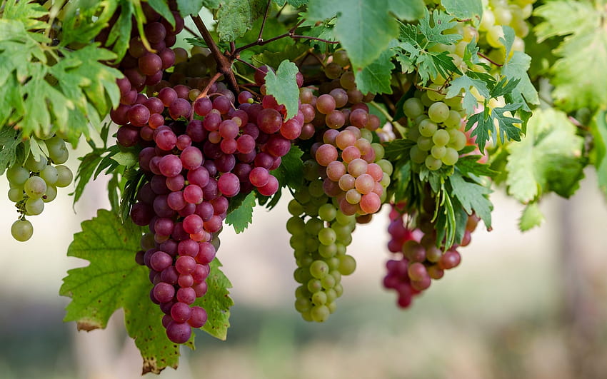 Grapes [2560x1600] for your , Mobile & Tablet, grapevine HD wallpaper