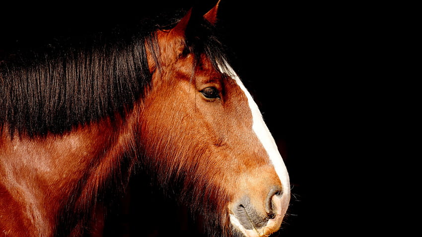 Shire Horse, Animale, Ritratto, , , Hg5jhl Sfondo HD