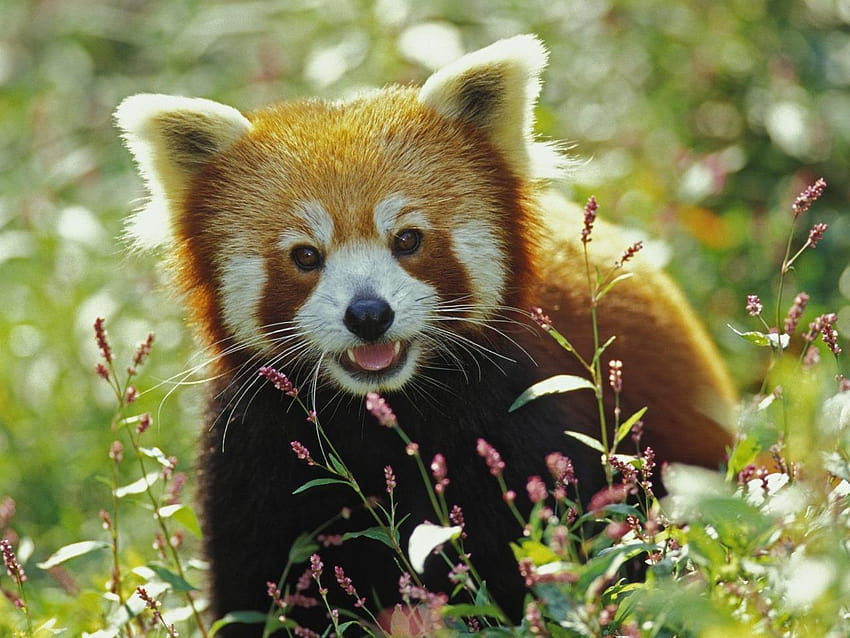 Червени панди мечки животни във формат jpg, шарки на червени панди HD тапет
