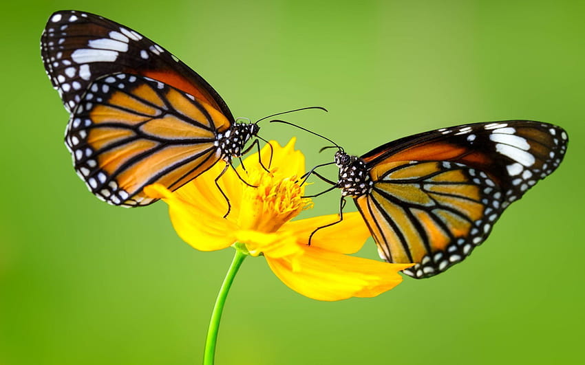 Dwa Motyle na kwiatku Zwierzęcy motyl Żółty kwiat Kwiat, pospolity motyl tygrysi Tapeta HD