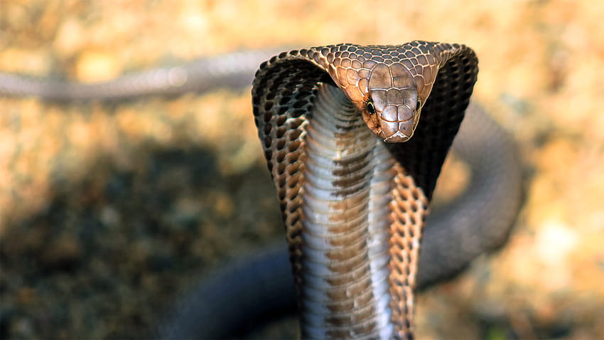 King Cobra , Animal, HQ King Cobra, spitting cobra HD wallpaper