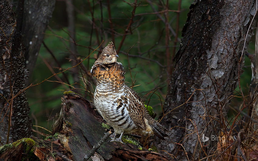 Ruffed grouse in Algonquin Provincial Park, Ontario, Canada HD wallpaper