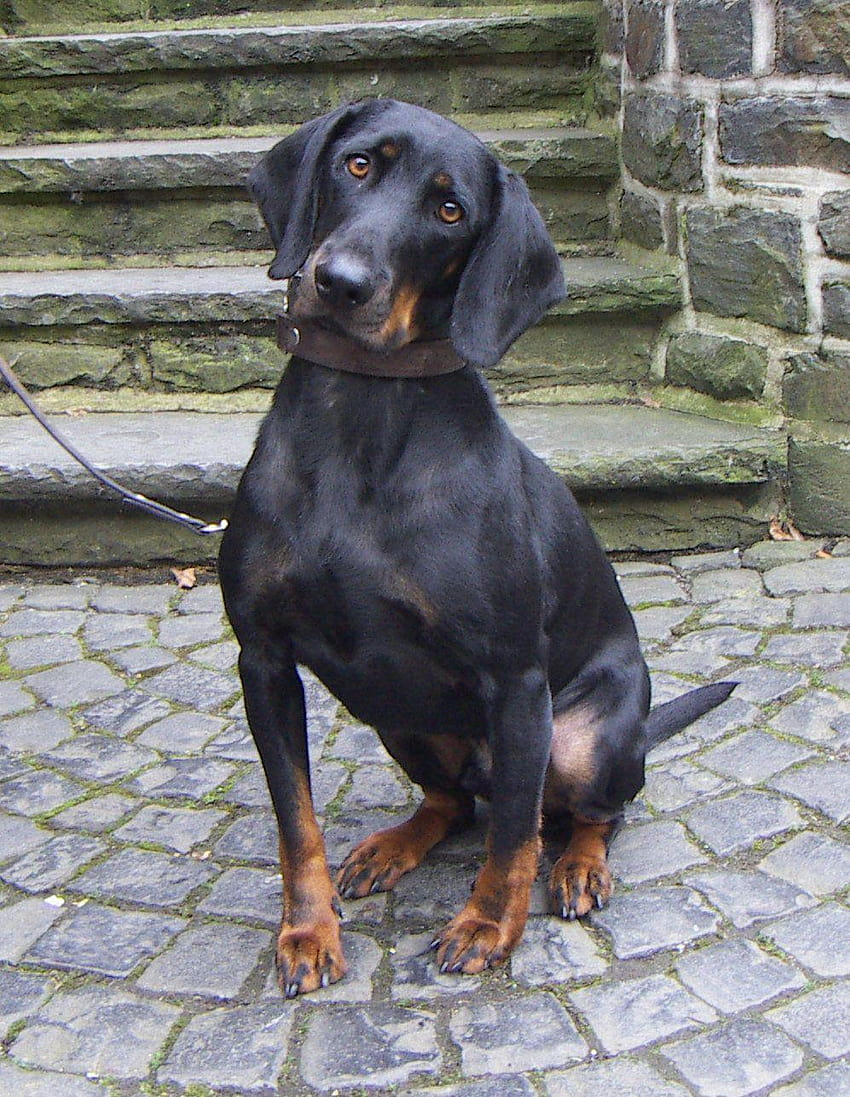 austrian black and tan hound, black and tan coonhound HD phone wallpaper