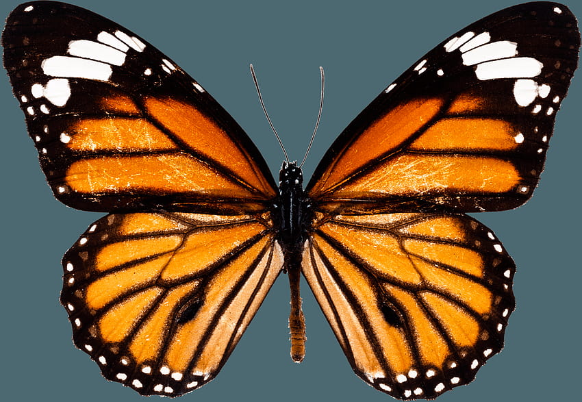 Monarch butterfly PNG, aesthetic butterfly horizontal HD wallpaper