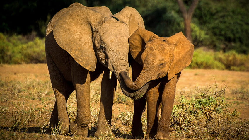 Madre elefante amor a su hijo, elefante madre e hijo fondo de pantalla