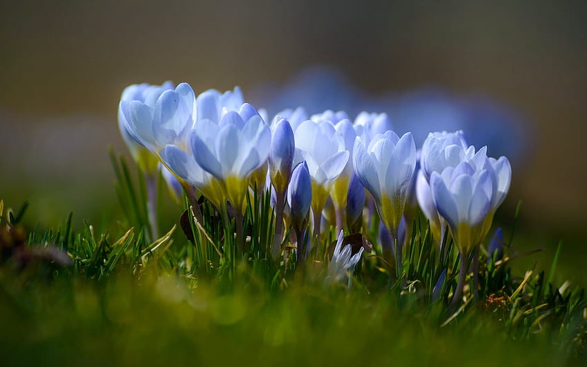 Blue crocus flowers HD wallpaper