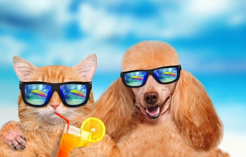 Summer, Cat, Dog, Vacation, summer cats and dogs HD wallpaper