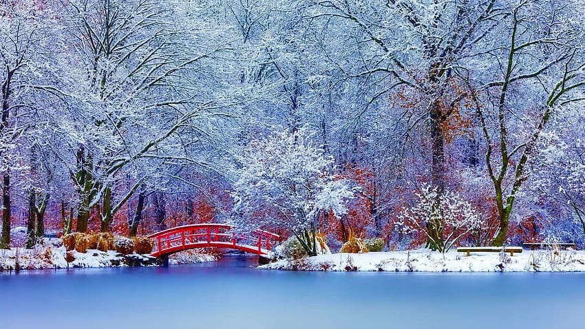 Winter: Winter Nature Trees Snow Scenes for 16 HD wallpaper | Pxfuel