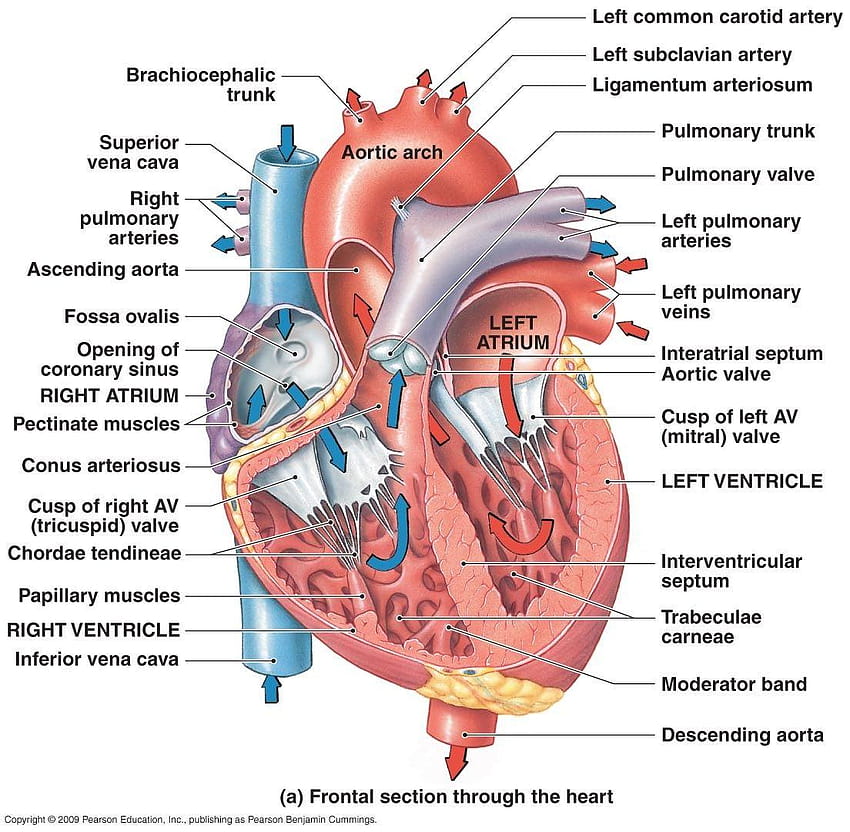 structure of human heart with diagram HD wallpaper