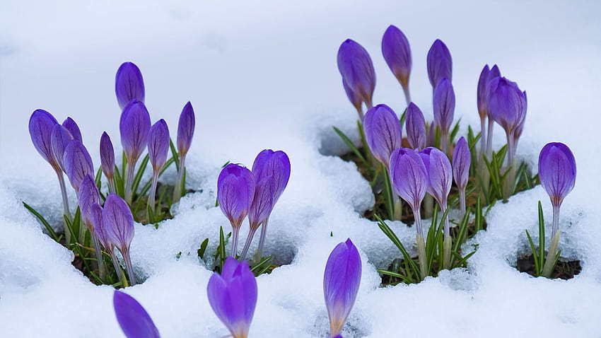 The last of winter by Microsoft, blue crocus flowers HD wallpaper