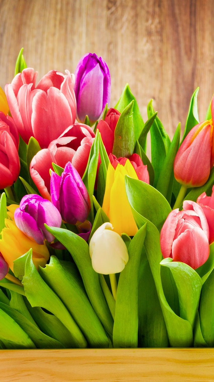 Banyak bunga tulip berwarna-warni, kotak 1080x1920 iPhone 8/7/6/6S Plus wallpaper ponsel HD