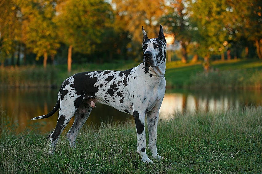 4K Great Dane Wallpapers  Background Images