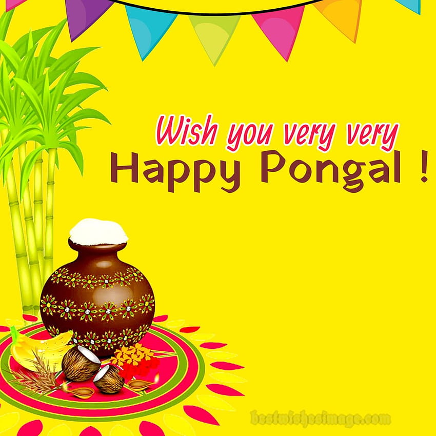 Happy Pongal 2021 : , Messages and quotes shared on your social media HD phone wallpaper