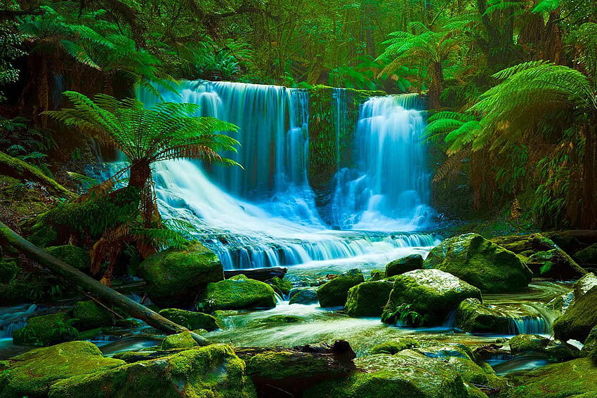 Beautiful Daintree Rainforest, amazon forest HD wallpaper