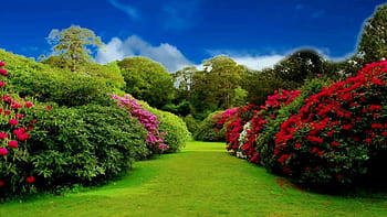 Flower garden backgrounds video HD wallpapers | Pxfuel