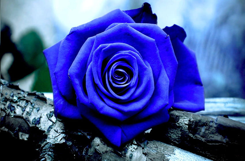 Blue Roses HD wallpaper | Pxfuel