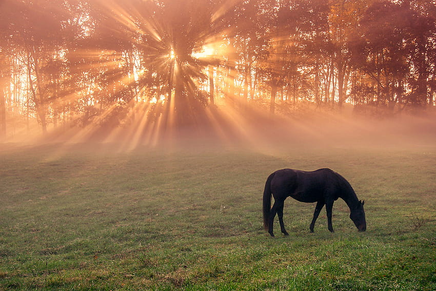 Autumn Horse Morning Mist, fall horse HD wallpaper