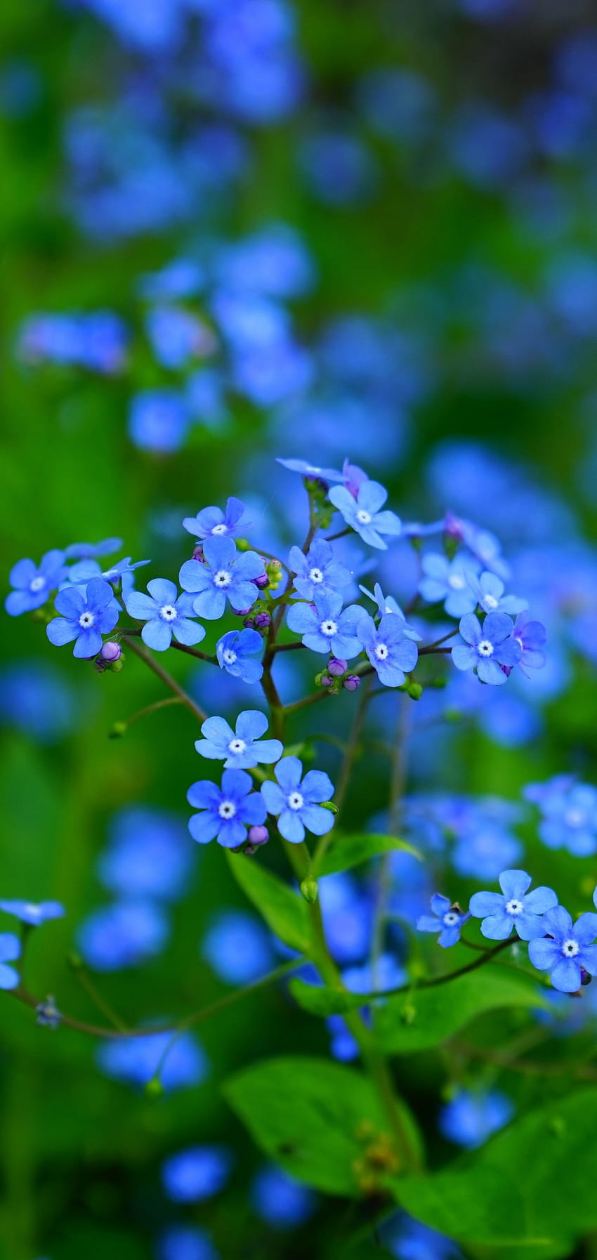 Samsung / Galaxy S10 1920x1080 S1, forget me not HD phone wallpaper