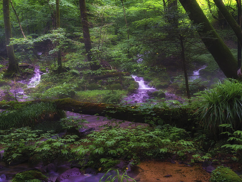 Syohjinsawa Tochigi Japão Água Verde Floresta Árvores Arbustos Samambaia Ultra Tv Para Laptop Tablet Celulares E 3840x2400 : 13, japão floresta papel de parede HD