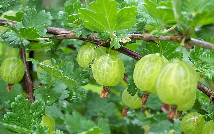 Branch of Gooseberry with Green Berries and Leaves in the Garden Stock  Photo - Image of food, health: 109987636