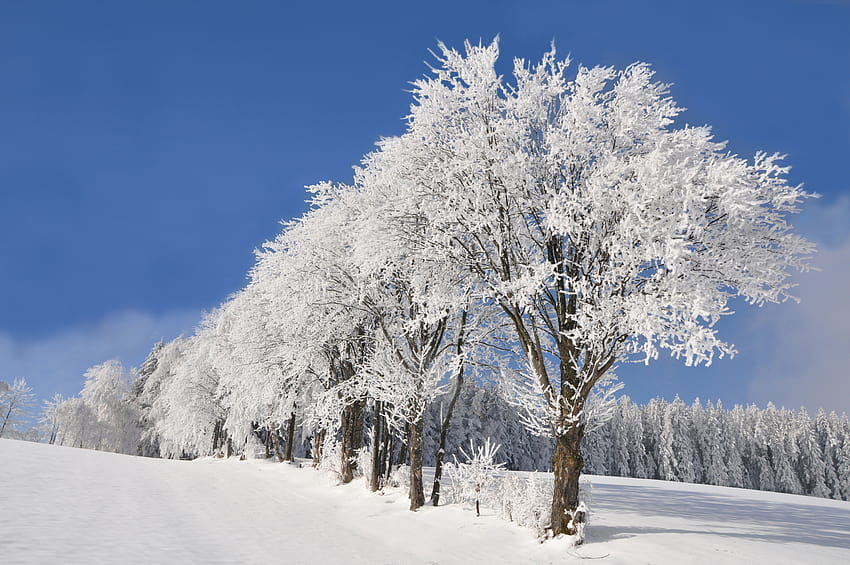: schnee, snow, day, wiese, himmel, Wald, blauer, eiskristalle, laubb ume 4288x2848, 雪の日 高画質の壁紙