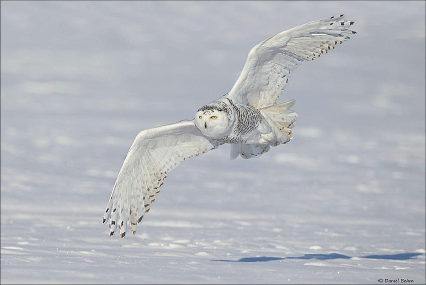 Owls Birds Wings snowy owl Snow Flight Animals, snowy owls HD wallpaper ...