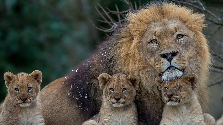 1920x1080 león, leona, joven, familia, depredadores s completos, familia de leones fondo de pantalla