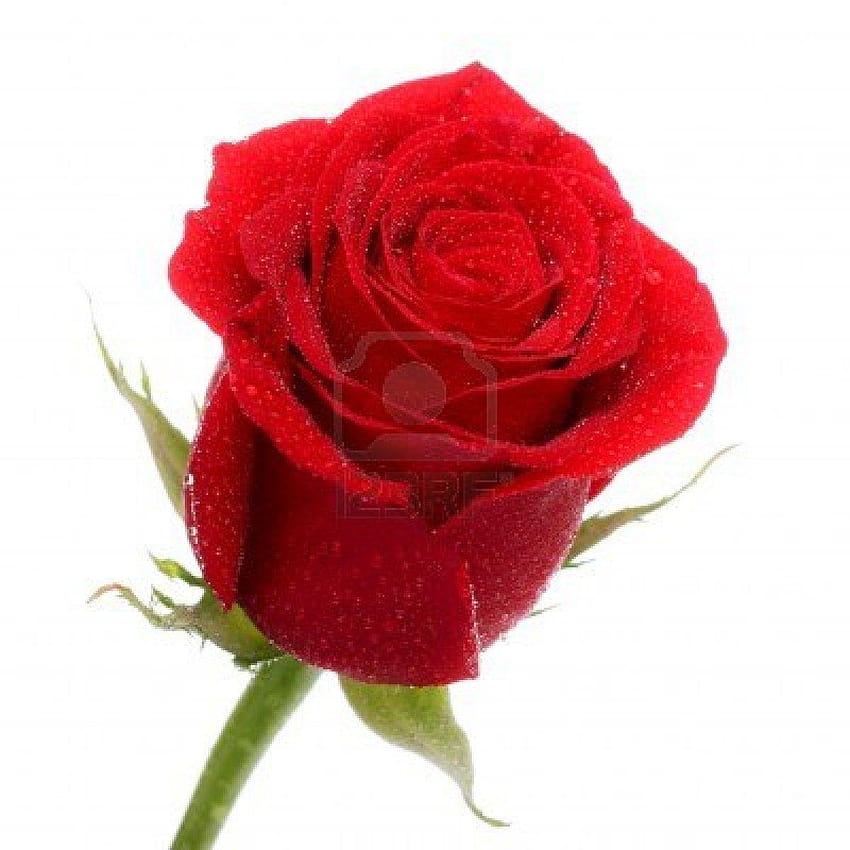 Red Rose Komputer , Tła –, czerwona róża dawonlod Tapeta na telefon HD