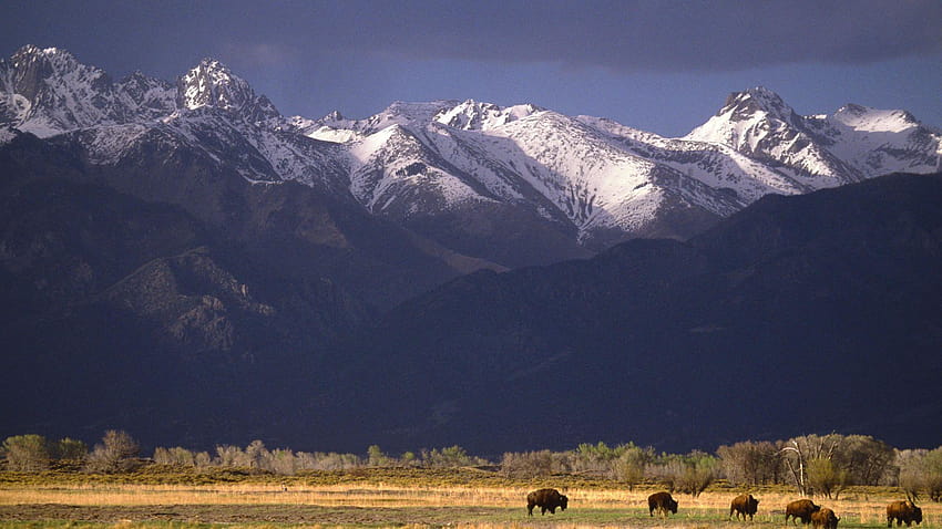 Grazing Bison, Sangre de Cristo Range, Colorado HD wallpaper