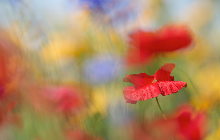ฤดูร้อน ดอกไม้ สีน้ำเงิน สีเหลือง พื้นหลัง อารมณ์ Maki เบลอ สีแดง โบเก้ ส่วน цветы วอลล์เปเปอร์ HD