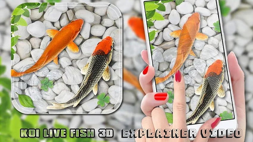 Fish Live 2018: Aquarium Koi Backgrounds di Deeko Games Explainer Video, simpatico pesce Sfondo HD