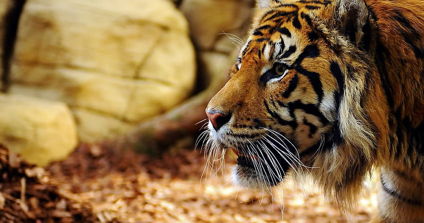 Tiger face profile ultra, siberian tiger HD wallpaper | Pxfuel