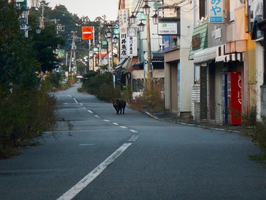This Is What It's Like to Tour Inside the Fukushima Exclusion Zone HD wallpaper