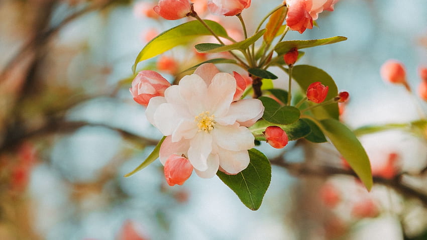 2560x1440 цвете, ябълка, клон, розово, нежно, широкоекранна пролет HD тапет