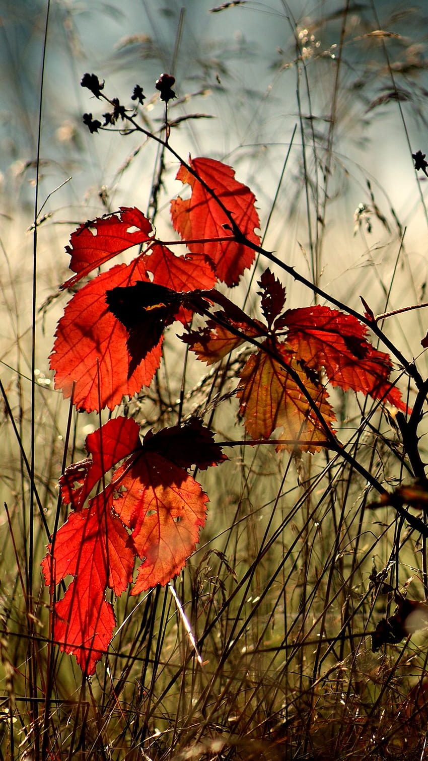 Autumn Leaves iPhone Backgrounds HD phone wallpaper | Pxfuel