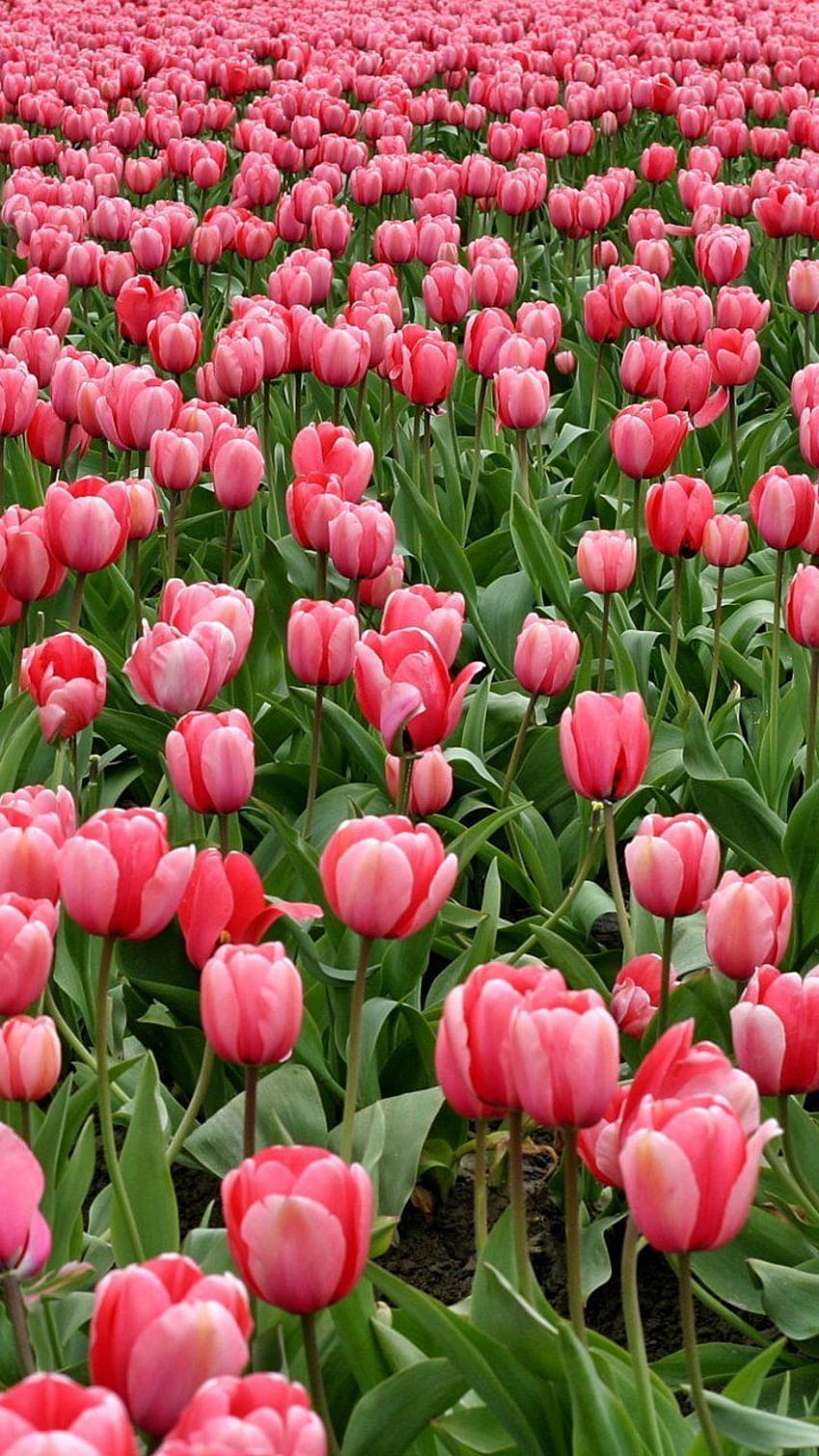 iPhone dei tulipani, iphone dei tulipani Sfondo del telefono HD